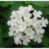 Lantana avalanche