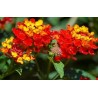 Lantana brasier