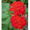 Lantana cochenille