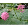 Lantana delicatissima feston rose
