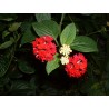 Lantana delicatissima grenat corse