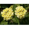 Lantana delicatissima ice cream