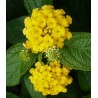 Lantana delicatissima mine d'or