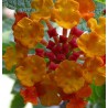 Lantana orange