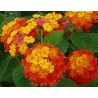 Lantana radiation