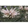 Leonotis leonurus alba