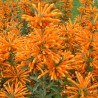Leonotis leonurus