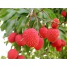Litchis