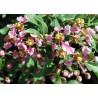 Malpighia punicifolia