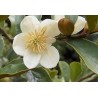 Michelia yunanensis