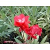 Nerium oleander commandant barthelemy - laurier rose