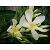 Nerium oleander ile de capri - laurier rose