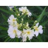 Nerium oleander mont blanc - laurier rose