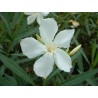 Nerium oleander soeur agnes - laurier rose