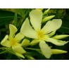 Nerium oleander souvenir des iles canaries - laurier rose