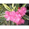 Nerium oleander splendens foleis variegata - laurier rose