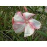 Nerium oleander symie - laurier rose