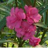 Nerium oleander ville de carpentras - laurier rose
