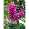 Odontonema callistachycum