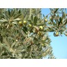 Olea aglandaou - olivier
