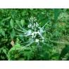 Orthosyphon cilliatum alba