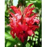 Odontonema strictum