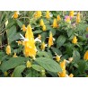 Pachystachis coccinea