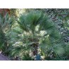 Palmier chamaerops humilis