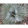 Palmier chamaerops humilis var cerifera