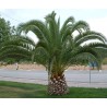 Palmier phoenix canariensis