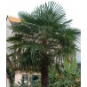 Palmier trachycarpus excelsa