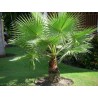 Palmier washingtonia filifera