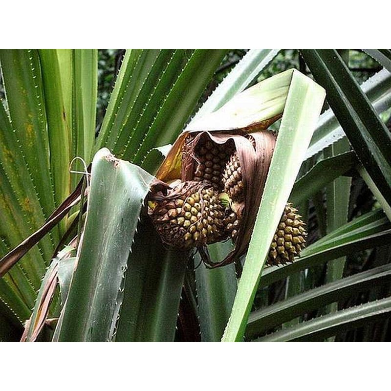 Pandanus furcatus