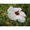 Pavonia Anisodontea hastata