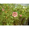 Pavonia Anisodontea hypomodarum