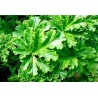 Pelargonium odorant abricot