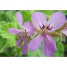 Pelargonium odorant atomic snowflake