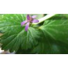 Pelargonium odorant coconut