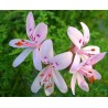 Pelargonium odorant filicifolium