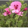 Pelargonium odorant limoneum