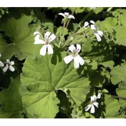Pelargonium odorant odoratissimum