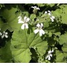Pelargonium odorant odoratissimum