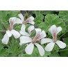 Pelargonium odorant old spice