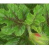 Pelargonium odorant quercyfolium