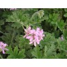 Pelargonium odorant rosa graveolens
