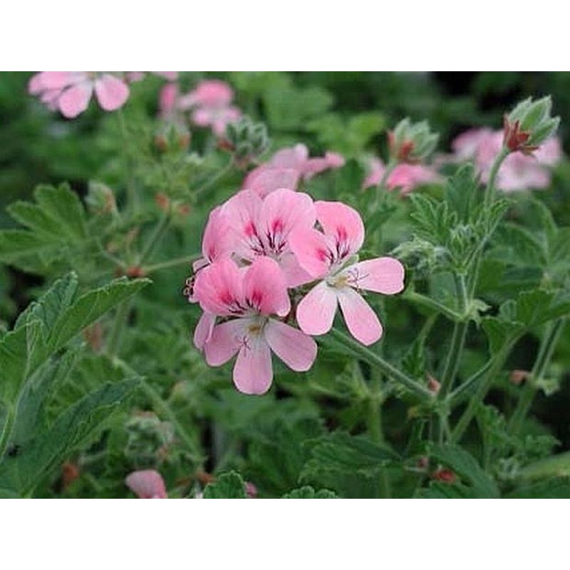 Pelargonium odorant