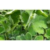 Pelargonium odorant tomentosum