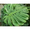 Philodendron monstera
