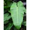 Philidendron tuxla