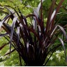 Phormium black adder